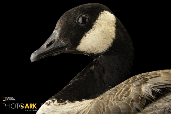 Richardson’s cackling canada_credit Joel Sartore.jpg